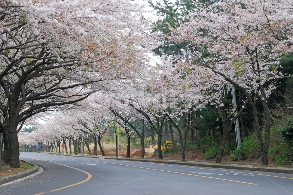 벚꽃,봄,도로,여행,제주도,제주,벚나무,자연,풍경,봄꽃,가로수,길,봄풍경,배경,바닥,나무,식물,꽃,드라이브,한국,봄,계절,spring,season,자연,풍경,nature,landscape,교통,교통수단,traffic,transportation,plant,asphalt,아스팔트