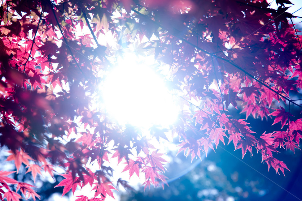 가을,단풍,풍경,단풍잎,빨간단풍,감성,fall,maple,autumn,season