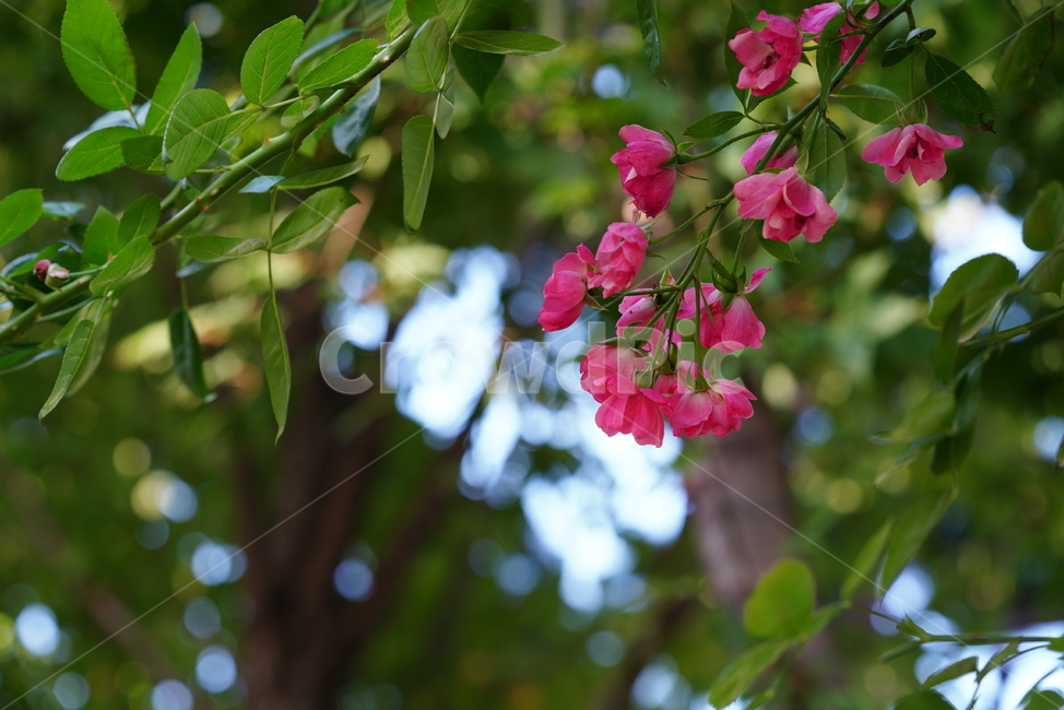 장미,꽃,플라워,식물,생물,생명,flower,plant,식물,자연,plants,nature,꽃,flower