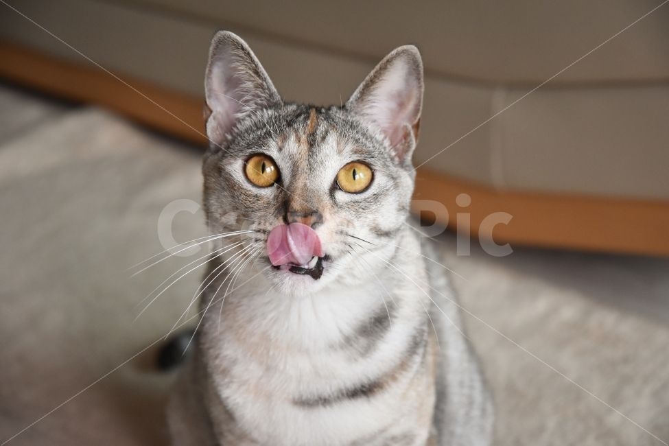 Meow,young,tongue,BABY,TONGUE,Asshole,cat,butler,pet,ANIMALS,KITTEN,ANIMAL,cat tongue,adult cat,Pets,Korean Shorthair,cutie,CAT,cuteness,baby,animal,cat photo,CUTE,PET,KOREANSHORTHAIR,hoe