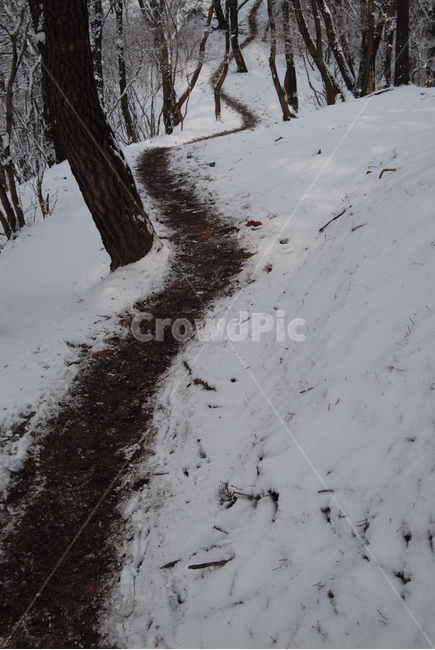 광교산,눈,길,휴양림,겨울,겨울,계절,winter,season,자연,풍경,nature,landscape,plant,식물,tree,나무