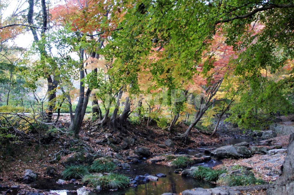 가을,단풍,나무,식물,자연,계곡물,그림자,자연풍경,감성,예쁨,아름다움,nature,autumn,trees,낙엽,가을,계절,fall,autumn,season,water,물,outdoors,옥외,creek,작은 만,stream,흐름