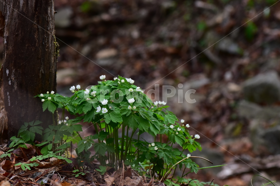 나도바람꽃,야생화,봄,꽃,풀꽃,자연,식물,식생,plants,nature,spring,season,flower