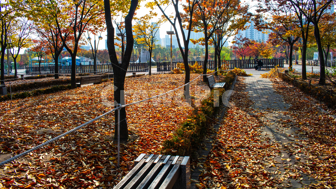 가을,단풍,산책로,낙엽,벤치,버드나무,가을,계절,fall,autumn,season,자연,풍경,nature,landscape,ground,바닥,tree,나무,plant,식물