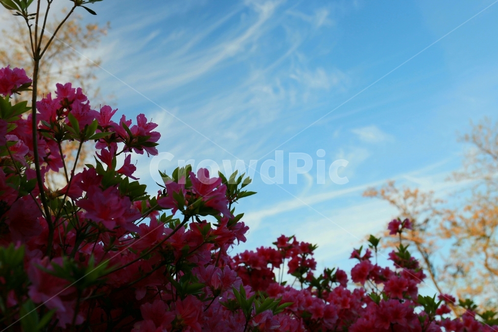 plant,식물,잎,flower,꽃,하늘,철쭉,식물,자연,plants,nature,꽃,flower