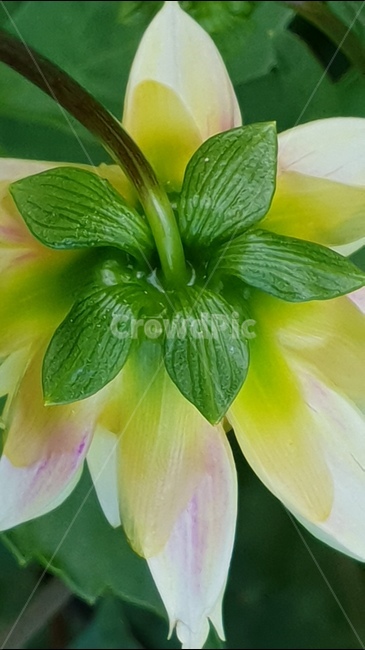 beautifulflowers,dalaria,nature,plant,아름다운꽃,다알리아,식물,자연,backgroundimage,배경이미지,노랑색,핑크색,화려한,주홍색,그린,green,배경,배경화면,식물,자연,plants,nature,꽃,flower