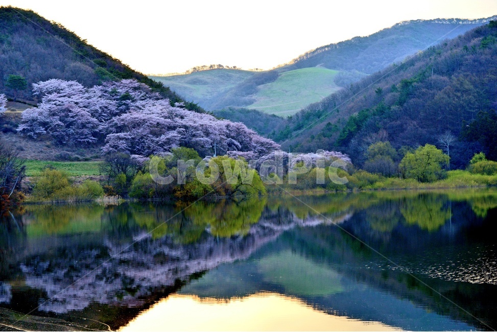 풍경,봄,자연,잔잔함,물가,아름다운,벚꽃,알록달록,봄,계절,spring,season,자연,풍경,nature,landscape,한국자연풍경,한국자연경관,korea nature landscape,water,물,outdoors,옥외,lake,호수