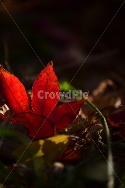 낙엽,leaf,붉은색,carmesi,가을,가을,계절,fall,autumn,season,식물,자연,plants,nature,감성,sensible,feeling,잎,plant