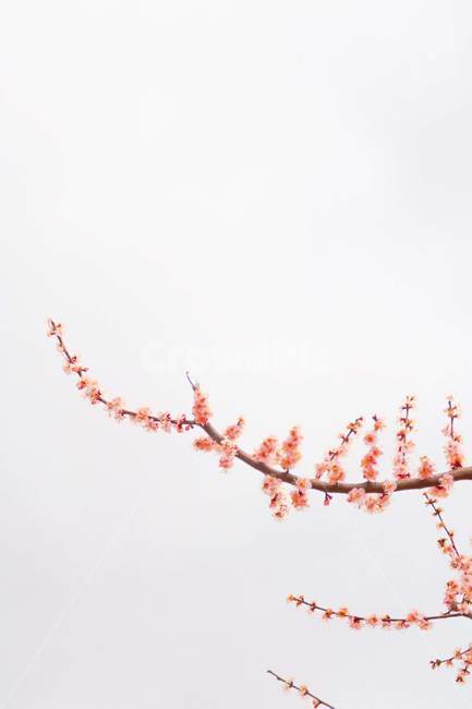 매화,꽃,봄,감성,따뜻한,자연,flower,spring,warm,nature,plant,식물,하늘,sky,blossom