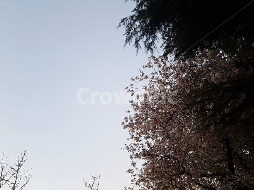 봄,벚꽃,하늘,spring,cherryblossoms