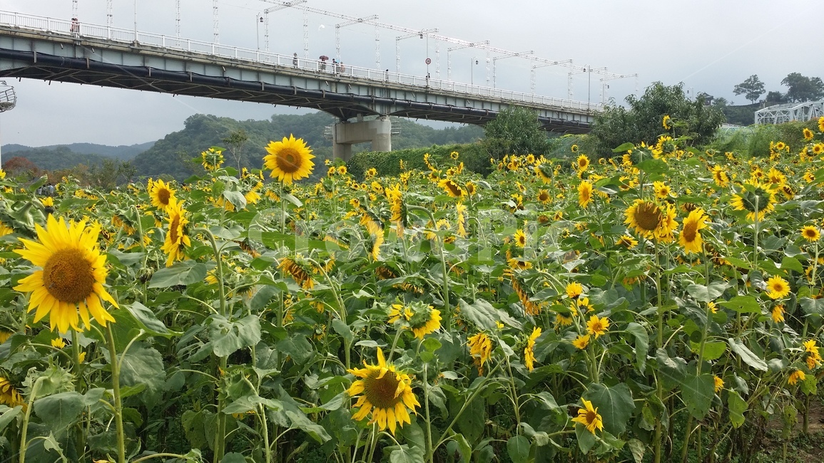 해바라기,sunflower,공주시,백제문화제,자연,금강교,국화,향일화,nature,꽃,flower,노란색,yellow,식물,plant,blossom,미르섬,식물,자연,plants,nature,꽃,flower