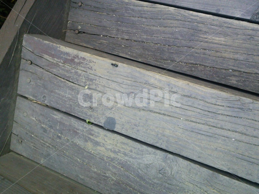 wood,나무,hardwood,견목,개미,나무,trees,wood,곤충,벌레,insect,bug
