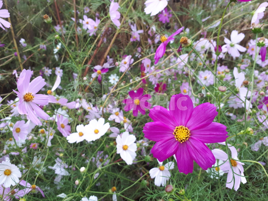 꽃,코스모스,가을,꽃밭,cosmos,가을,계절,fall,autumn,season,식물,자연,plants,nature,꽃,flower,plant,geranium,제라늄,blossom