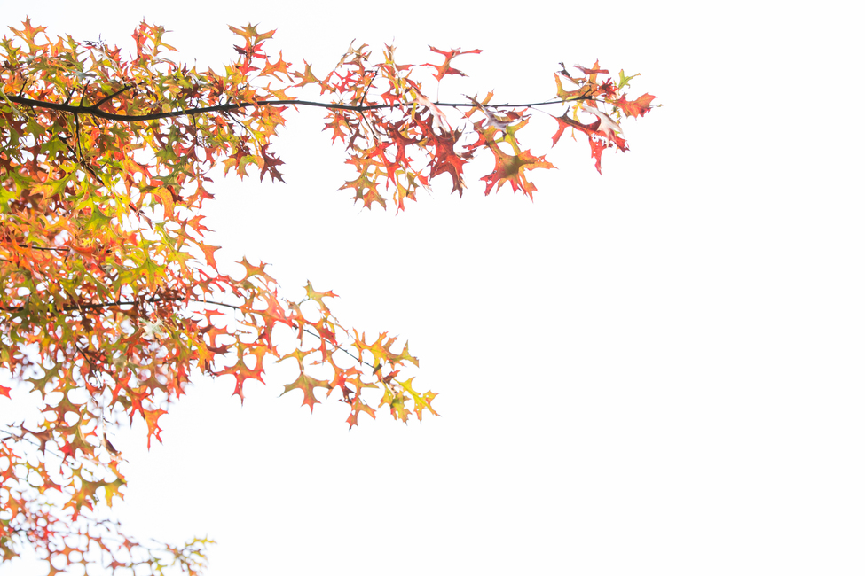 plant,식물,leaf,잎,tree,나무,maple,단풍,가을,가을,계절,fall,autumn,season