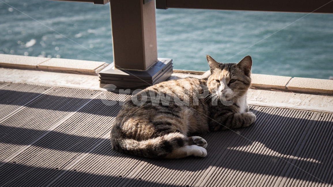 고양이,동물,느긋함,나른함,휴식,cat,animal,lazy,동물,animal,포유류,mammal,고양이,cat,kitten,kitty