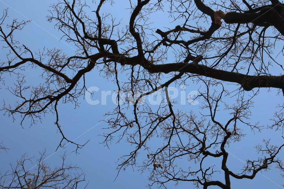 sky,complication,shadow,nature,tree,silhouette,pattern