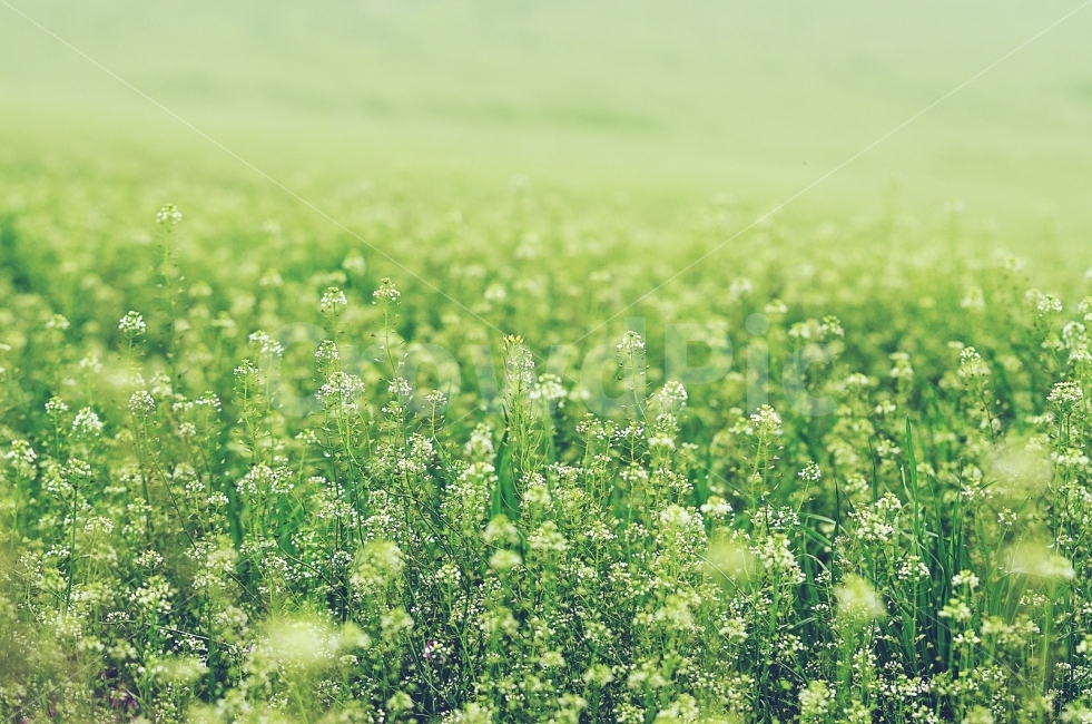 오월,초원,평원,청보리,아침,안성목장,식물,자연,plants,nature,꽃,flower