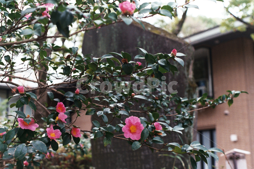 일본,필름,풍경,가을,나무,japan,film,필름카메라,filmcamera,fall,autumn,tree,shrine,신사,landscape,scene,view,scenery