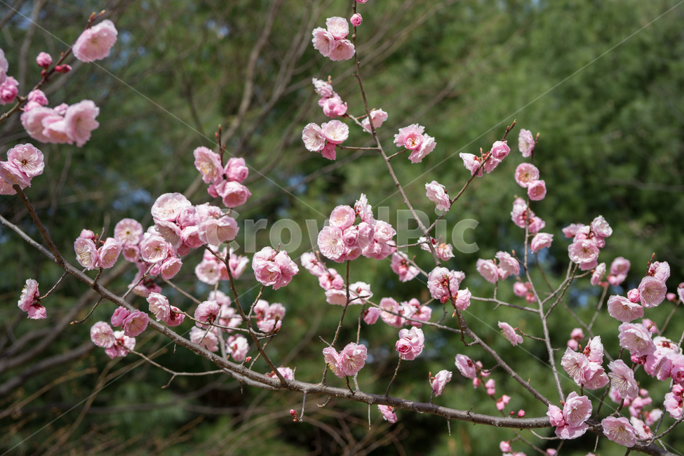 꽃,벚꽃,식물,나무,자연,풍경,봄,계절,spring,season,plant,flower,blossom