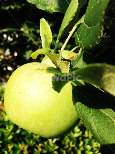 식물,과일나무,사과,풋사과,열매,과일,열매,fruit