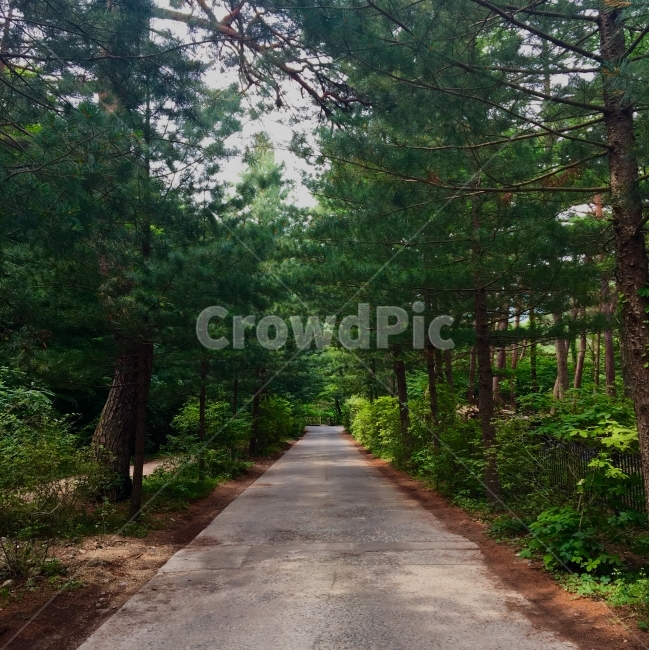 숲,길,나무,흙,땅,자연,풍경,nature,landscape,식물,plants,나무,trees,wood,path,통로