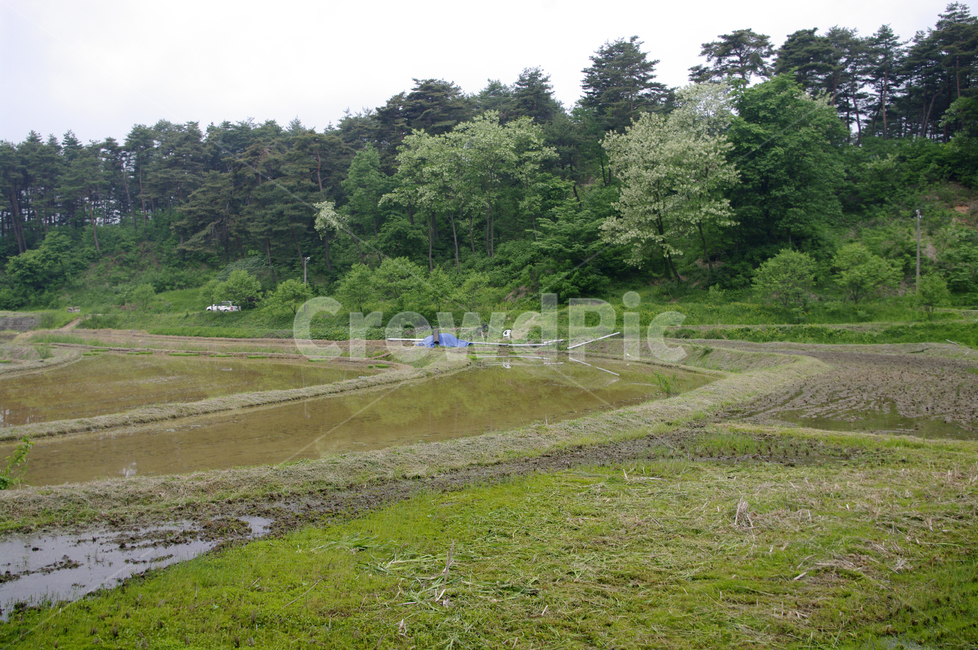 농촌,시골,논,논두렁,나무,풍경,자연,풍경,nature,landscape,산업,industry,industrial,농업,농사,agriculture,farming,farming industry,field,들,outdoors,옥외,tree,plant,식물