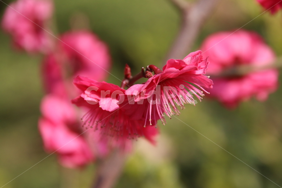 매화,홍매화,꽃,풍경,자연,식물,자연,plants,nature,꽃,flower