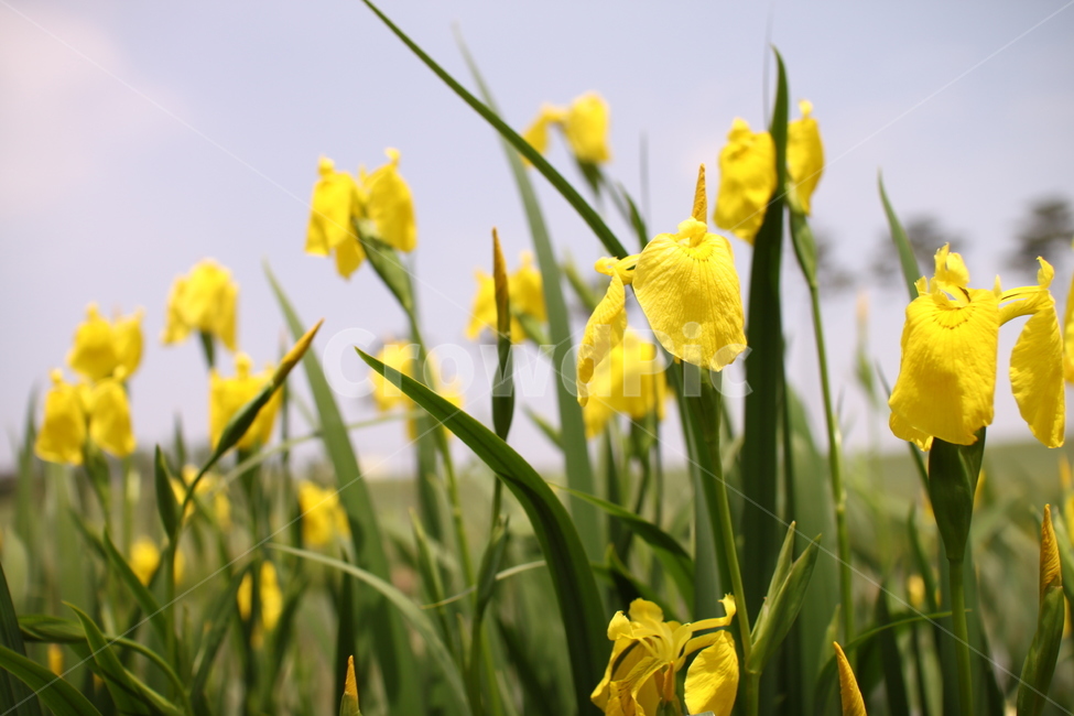 꽃,노란꽃,노란색,자연,nature,풀,배경,식물,자연,plants,nature,꽃,flower