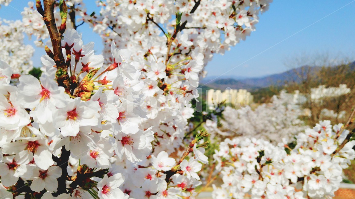 꽃,봄,벚꽃,flowers,cherryblossom,벚꽃놀이,꽃놀이,spring,벚꽃나무,さくら,はな,花