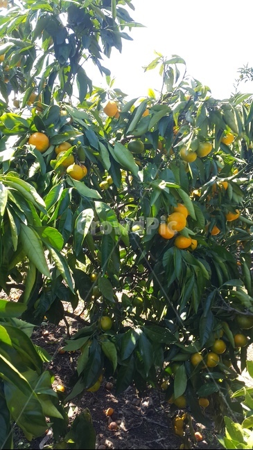 orange,감귤류과일,주황색,과일,음식,과일,열매,fruit