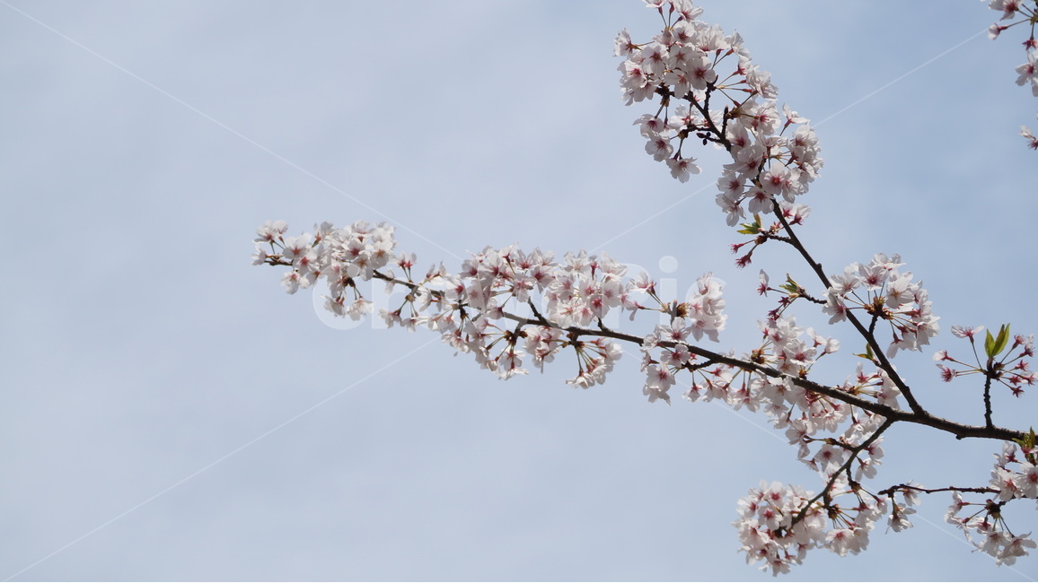꽃,벚꽃,벚꽃축제,자연,풍경,봄,계절,spring,season,식물,자연,plants,nature,꽃,flower,plant,blossom
