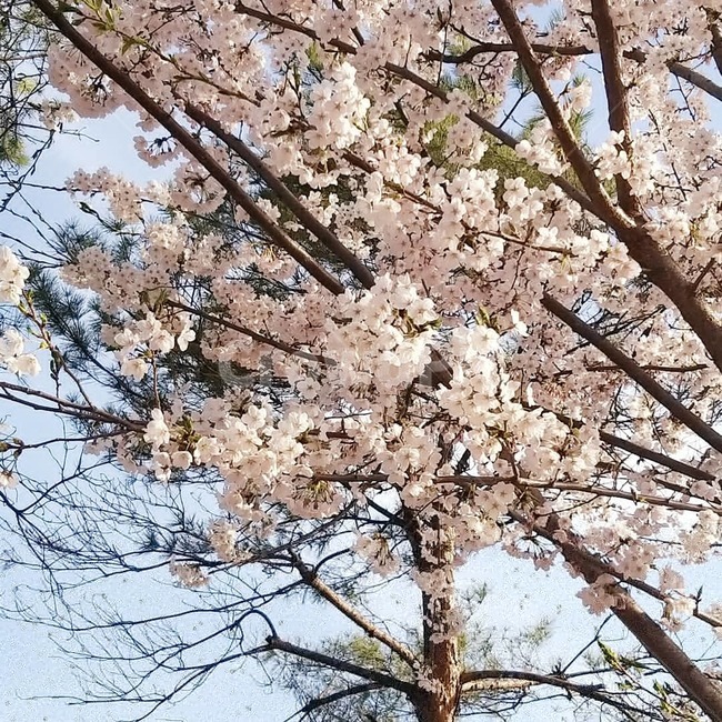 벗꽃,봄날,blossom,식물,plant,꽃