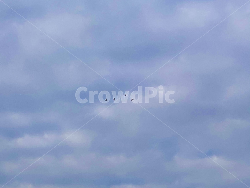 animal,동물,bird,새,하늘,sky