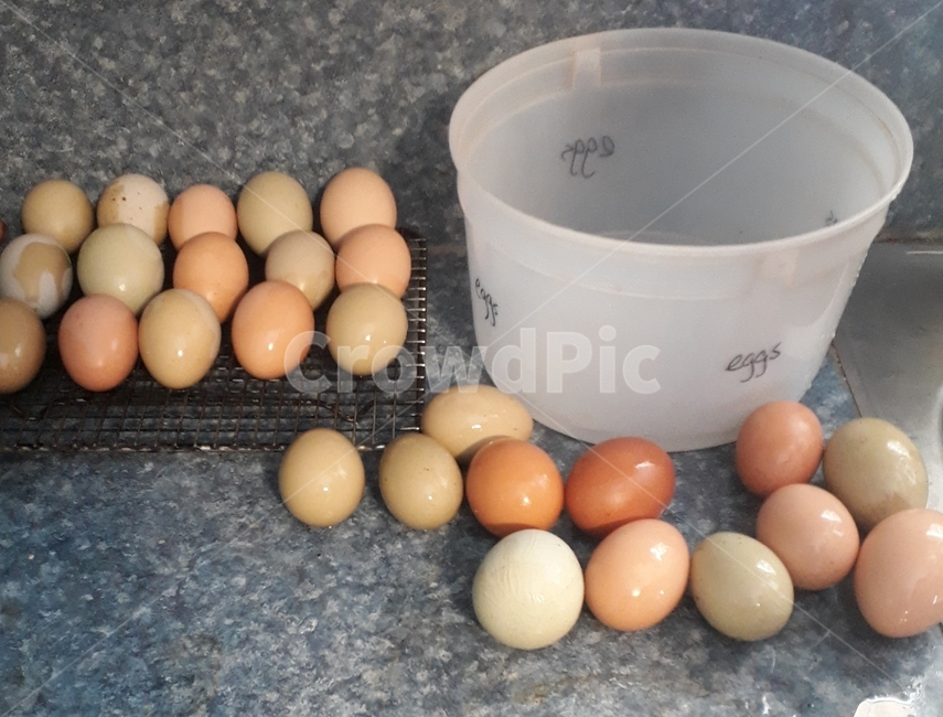 계란,달걀,알,삻은계란,egg