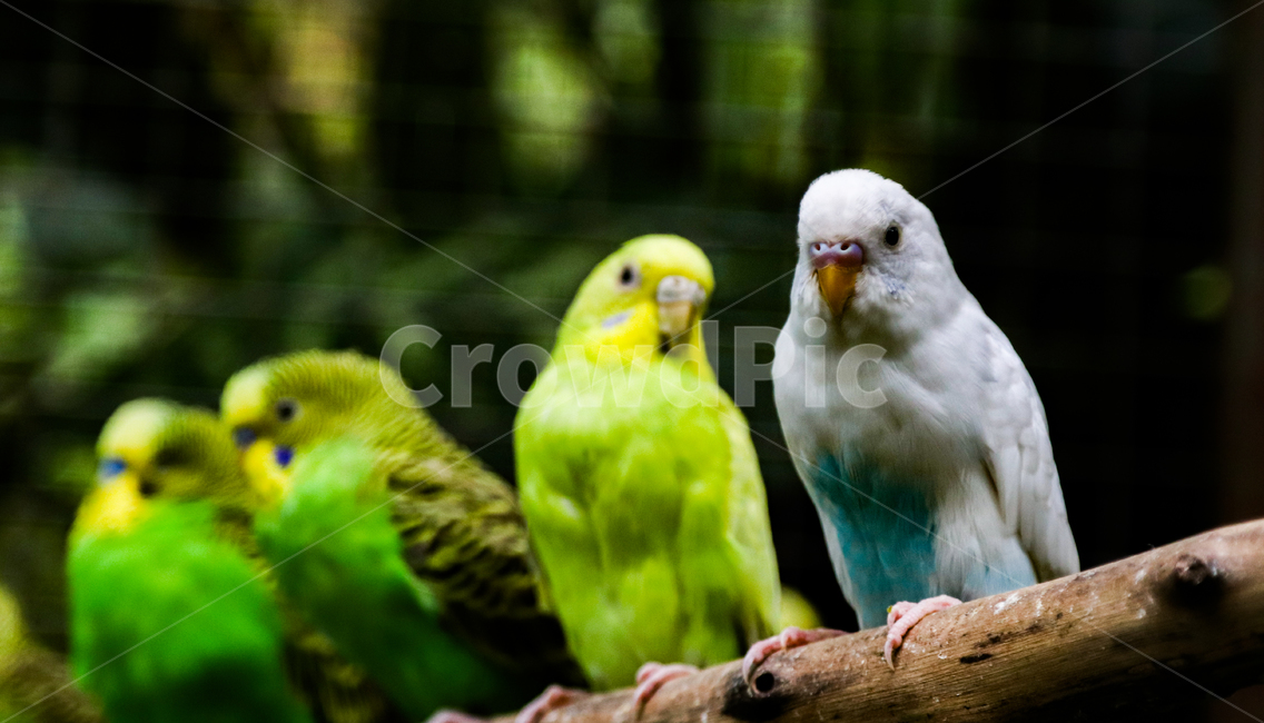 사랑앵무,앵무새,새,종물,야생,동물,animal,조류,새,birds