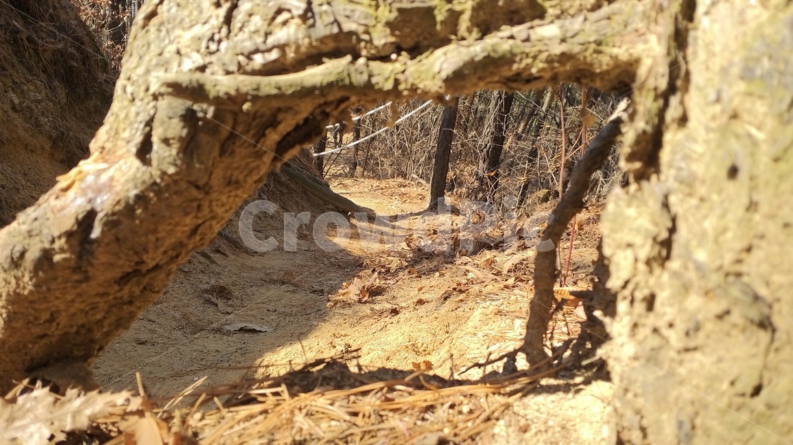 산,등산,자연,동산,뒤동산,등산로,식물,뿌리,생명력,plant,tree,treetrunk,나무,나무줄기