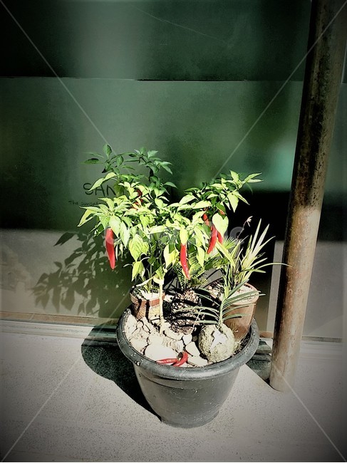 고추,화분,시골,재배,텃밭,식물,pepper,음식,식재료,요리,food,cook,meal,채소,야채,vegetables,골목길,자연,여름,햇빛,chili,plants,빨강,레드,red,summer,고추키우기