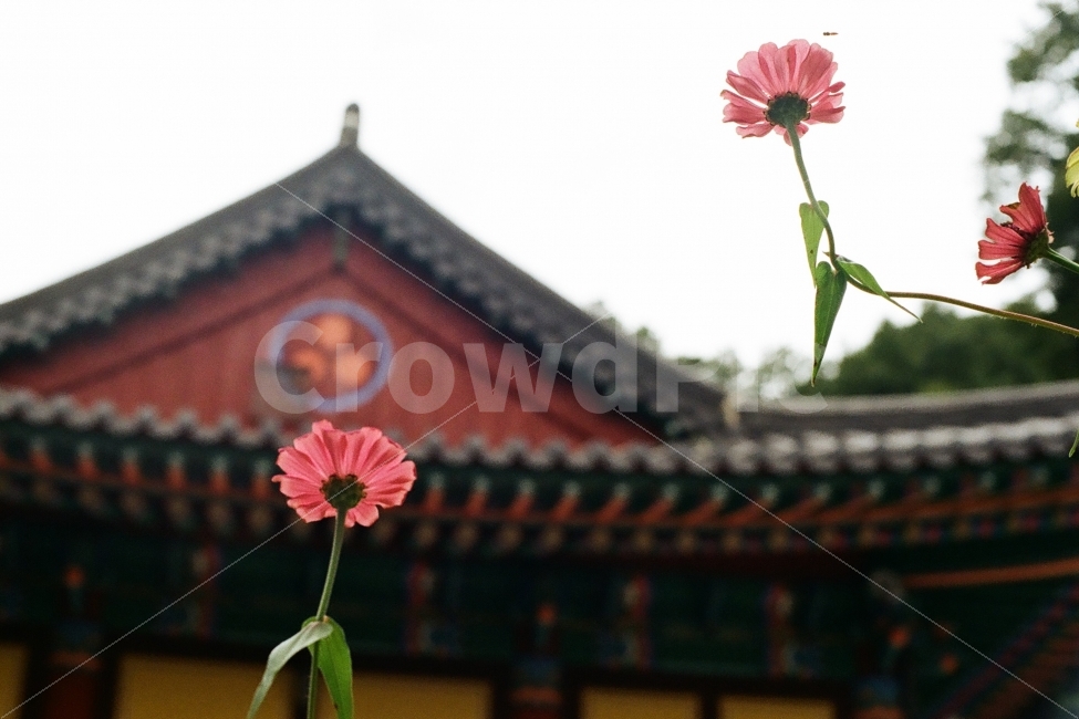 절,사찰,꽃,코스모스,필름사진,가을,계절,fall,autumn,season,식물,자연,plants,nature,꽃,flower,한국전통,한국문화,korean traditional,korean culture,종교,신앙,religion,belief,faith,plant,blossom