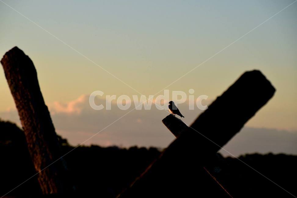 황혼,고독,dusk,bird,battlefield,virginia,버지니아,전쟝터,동물,animal,조류,새,birds