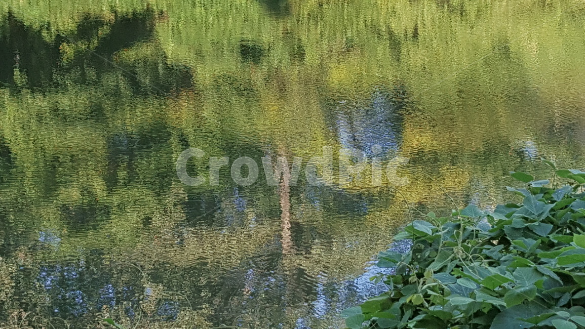 식물,자연,호수,정원,물그림자,경치,자연,풍경,nature,landscape,water,물,outdoors,옥외,land,땅