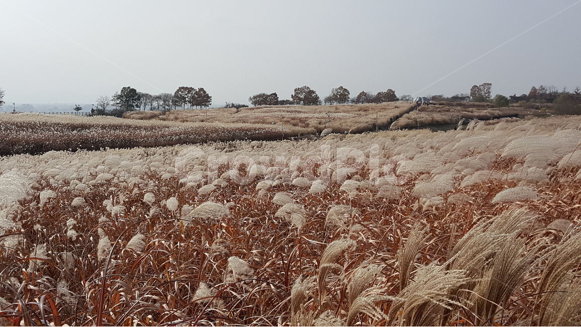 가을,억새풀,바람,자연,풍경,가을,계절,fall,autumn,season,자연,풍경,nature,landscape,plant,식물,grass,잔디