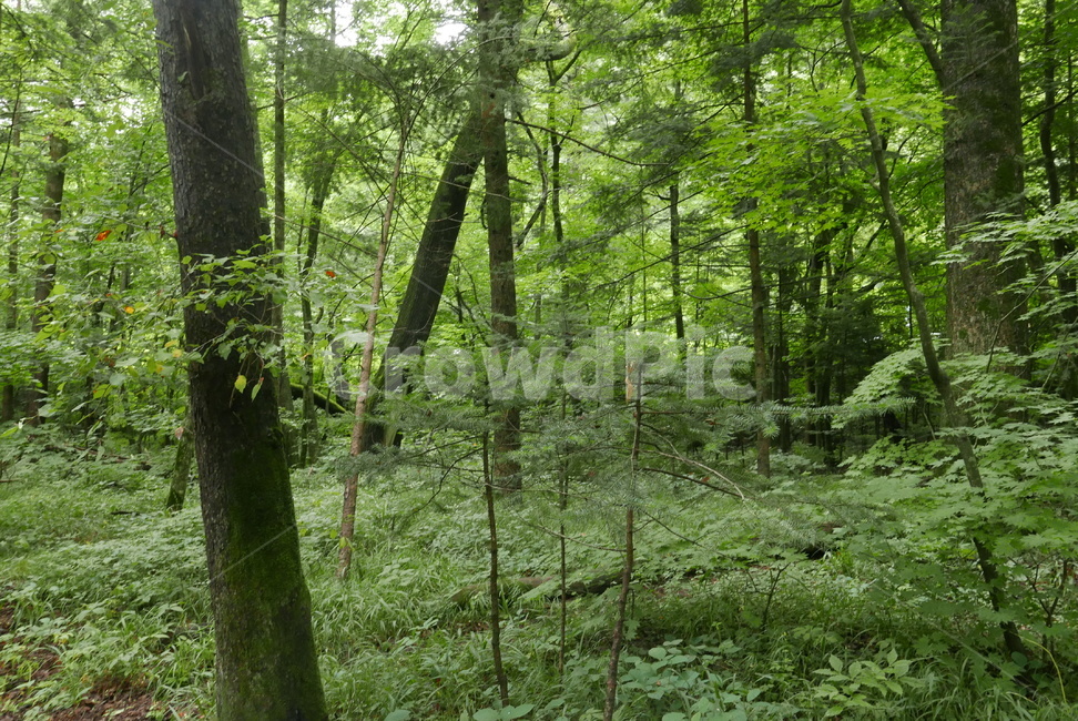 숲,숲속,나무,풀,forest,tree,이끼,나뭇잎,우림