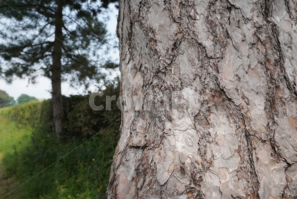 자연,나무,national,tree,식물