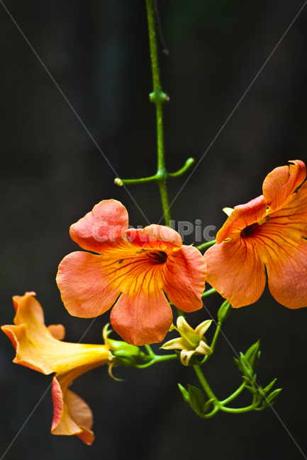 blossom,꽃,plant,식물,geranium,flower,petal,감성,감성사진