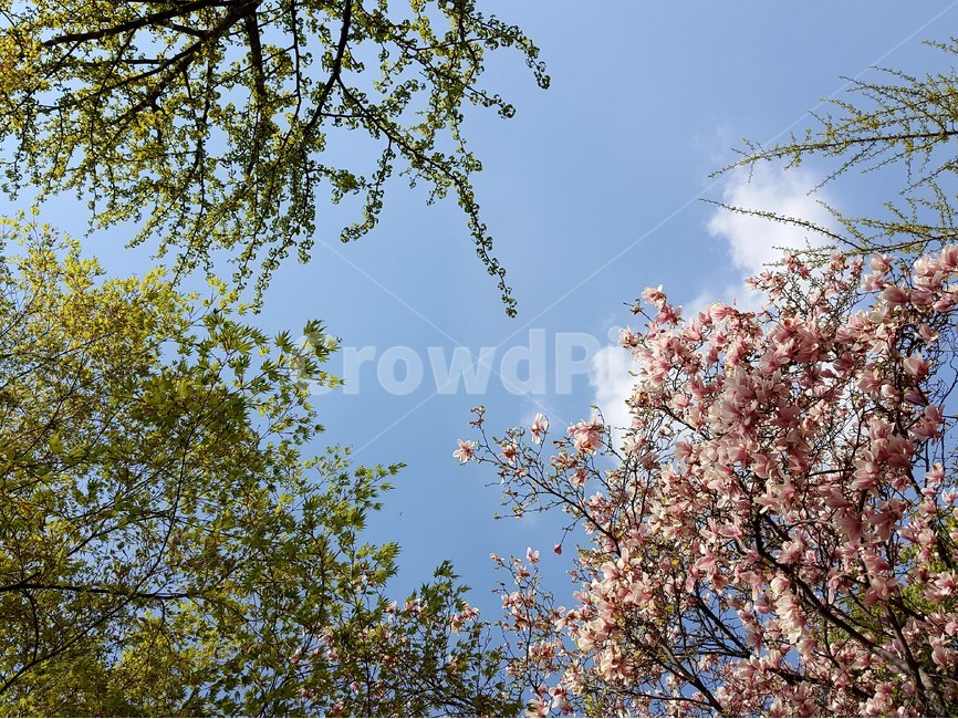 꽃,나무,봄,하늘,구름,봄,계절,spring,season,자연,풍경,nature,landscape,plant,식물,flower,blossom
