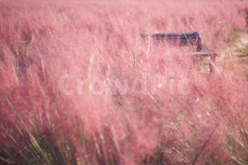 핑크뮬리,가을,나리공원,10월,억새,가을,계절,fall,autumn,season,식물,자연,plants,nature,감성,sensible,feeling