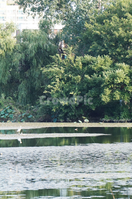 호수,자연,공원,풍경,야외,nature,lake,park,자연,풍경,nature,landscape,vegetation,초목,plant,식물,water,물,outdoors,옥외,land,땅,tree,나무