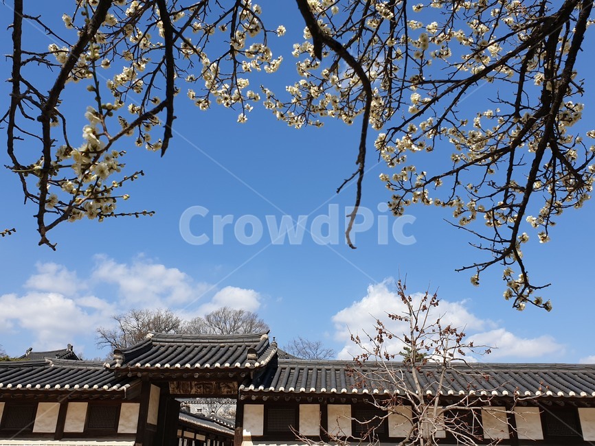 고궁의봄,봄,매화,창덕궁,봄꽃,봄,계절,spring,season,한국전통,한국문화,korean traditional,korean culture,건축물,건물외관,exterior,building,structure,architecture,construction