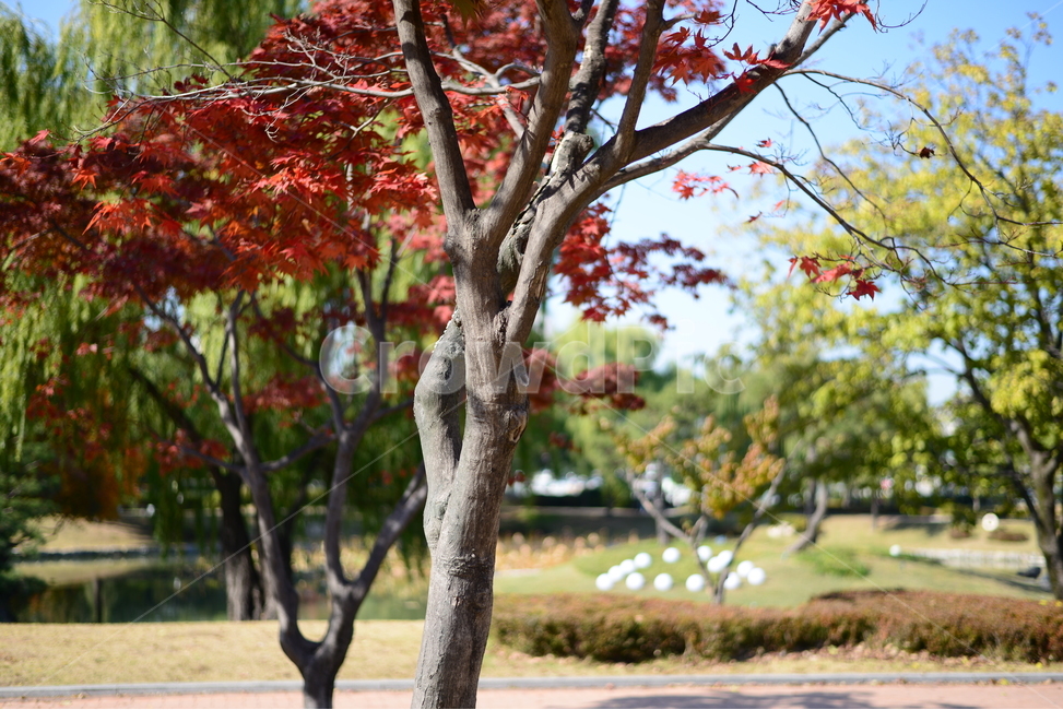 가을,단풍,자연,공원,산책,가을,계절,fall,autumn,season,tree,나무,plant,식물,tree trunk,나무 줄기