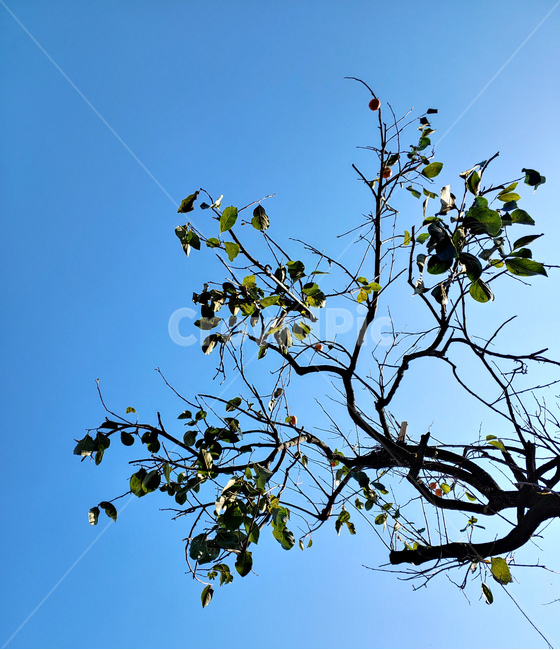 하늘,나무,가지,가을,낙엽,gradation,쌀쌀함,파란하늘,sky,blue,식물,자연,plants,nature,나무,trees,wood